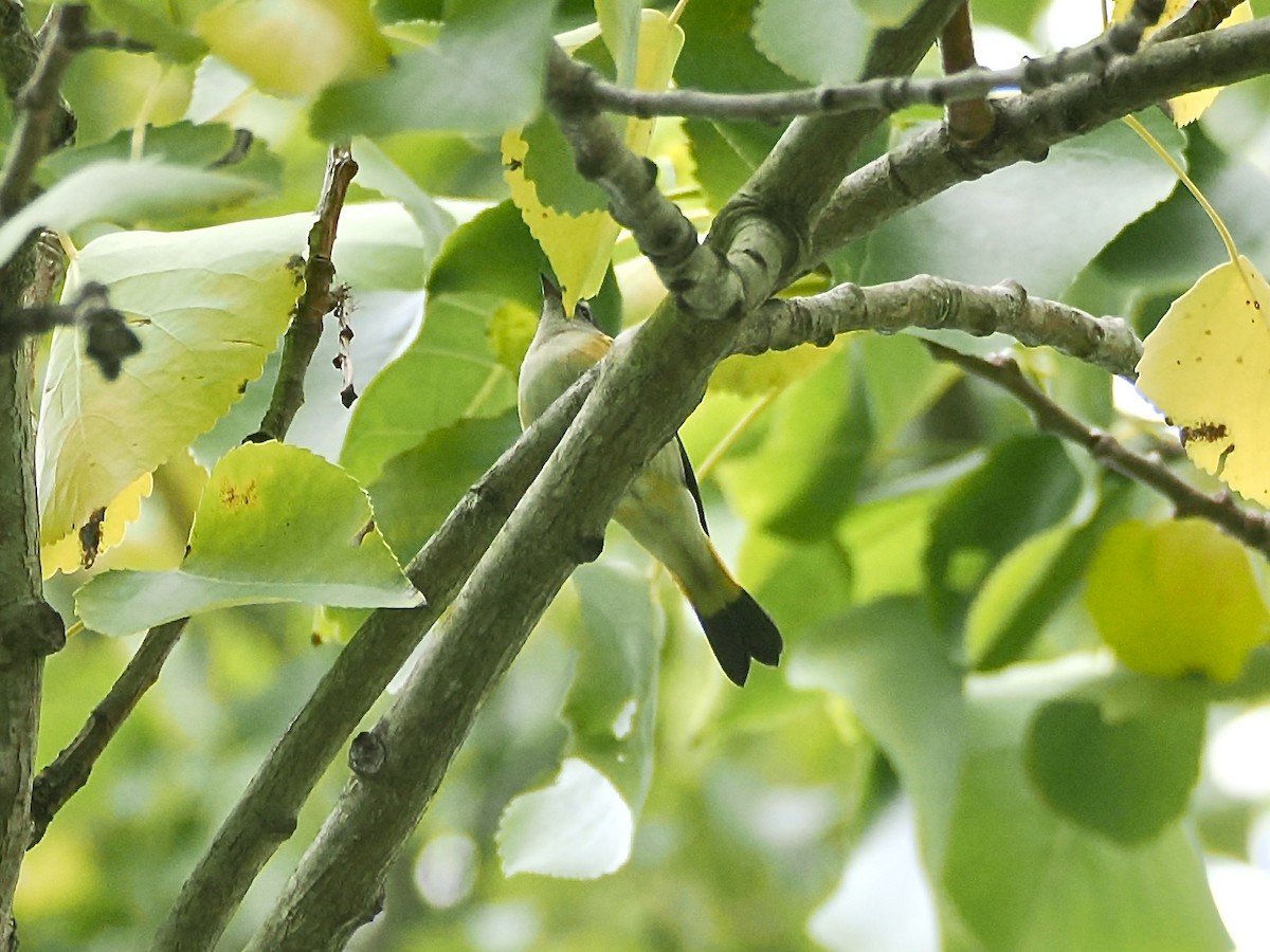 סבכון חכלילי - ML647199750