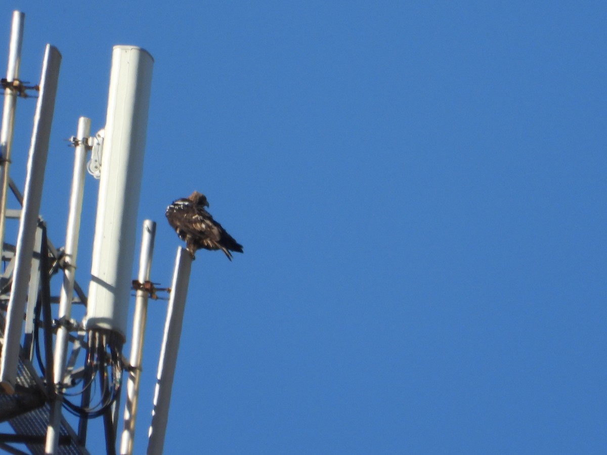 Spanish Eagle - ML647199758