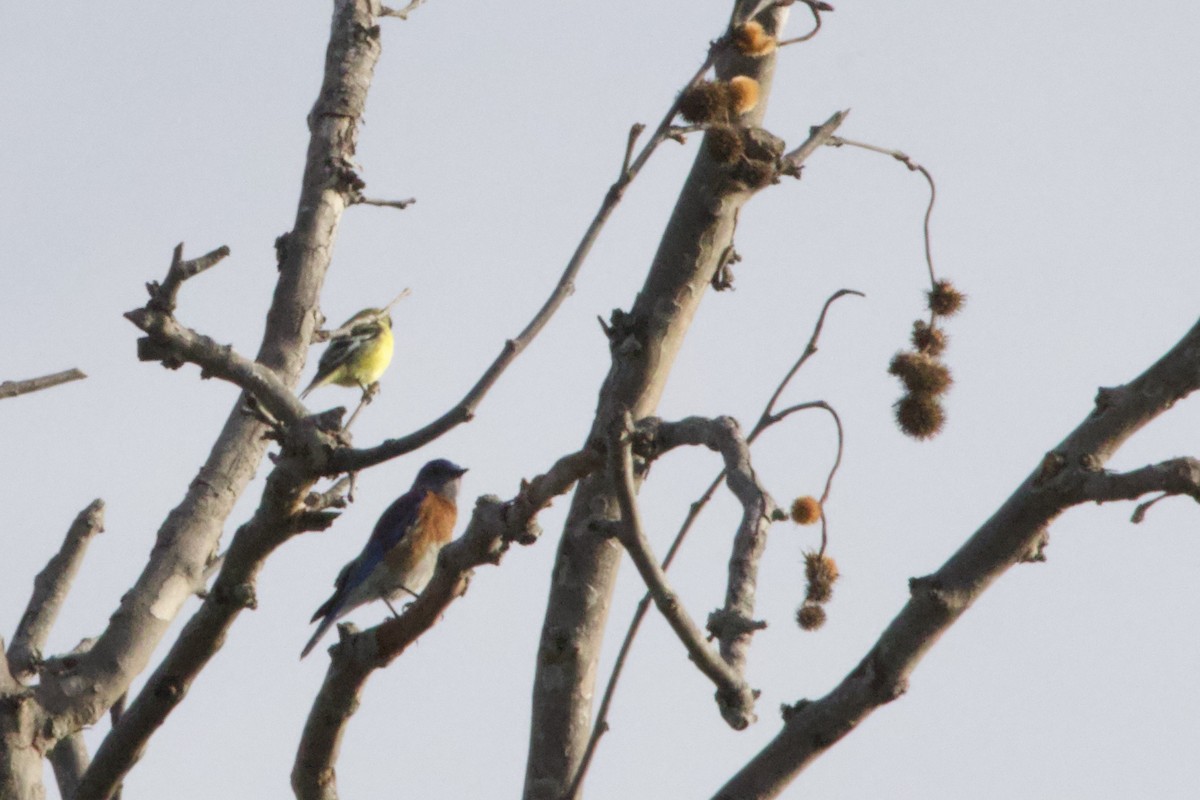 Lesser Goldfinch - ML647199759