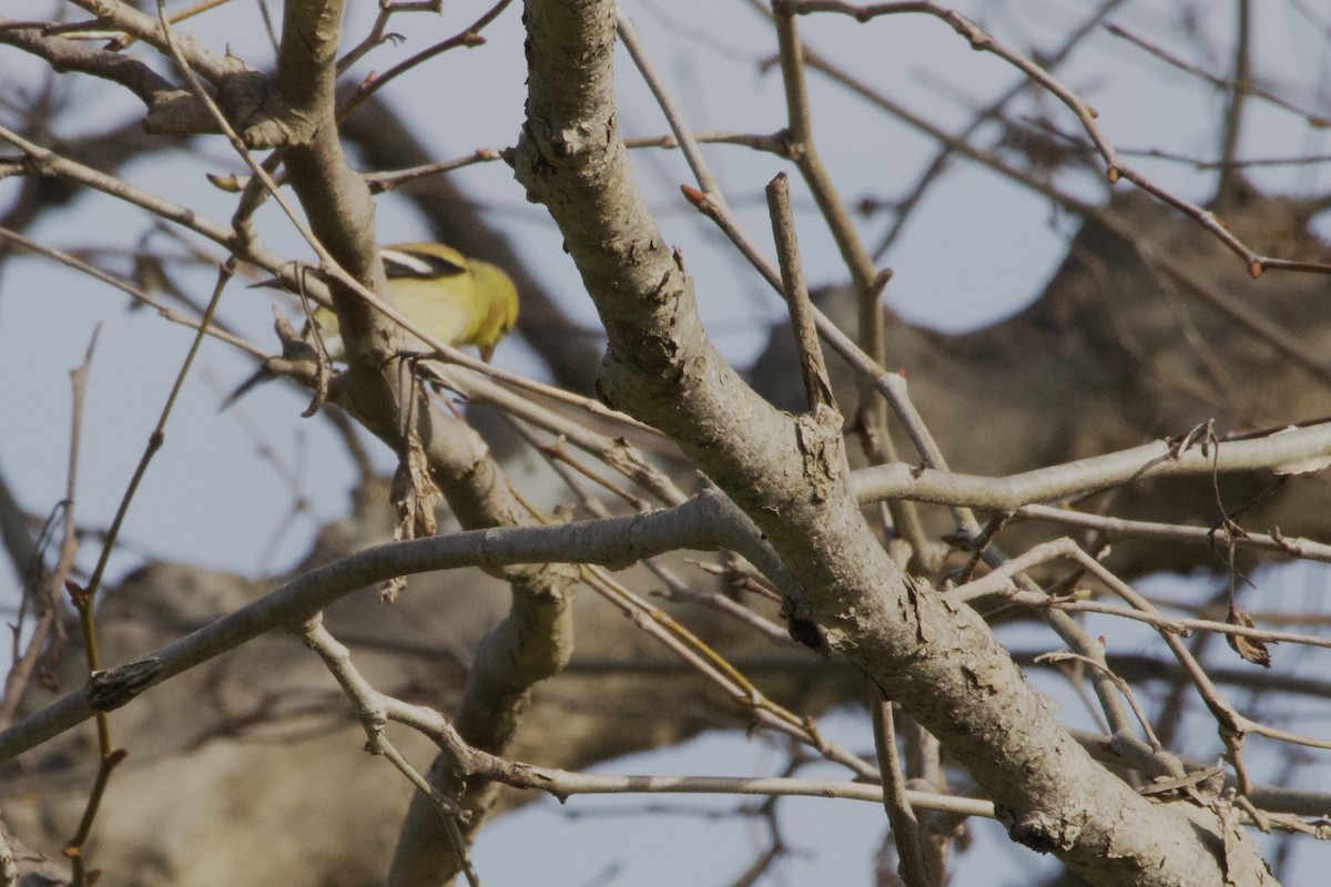 American Goldfinch - ML647199766