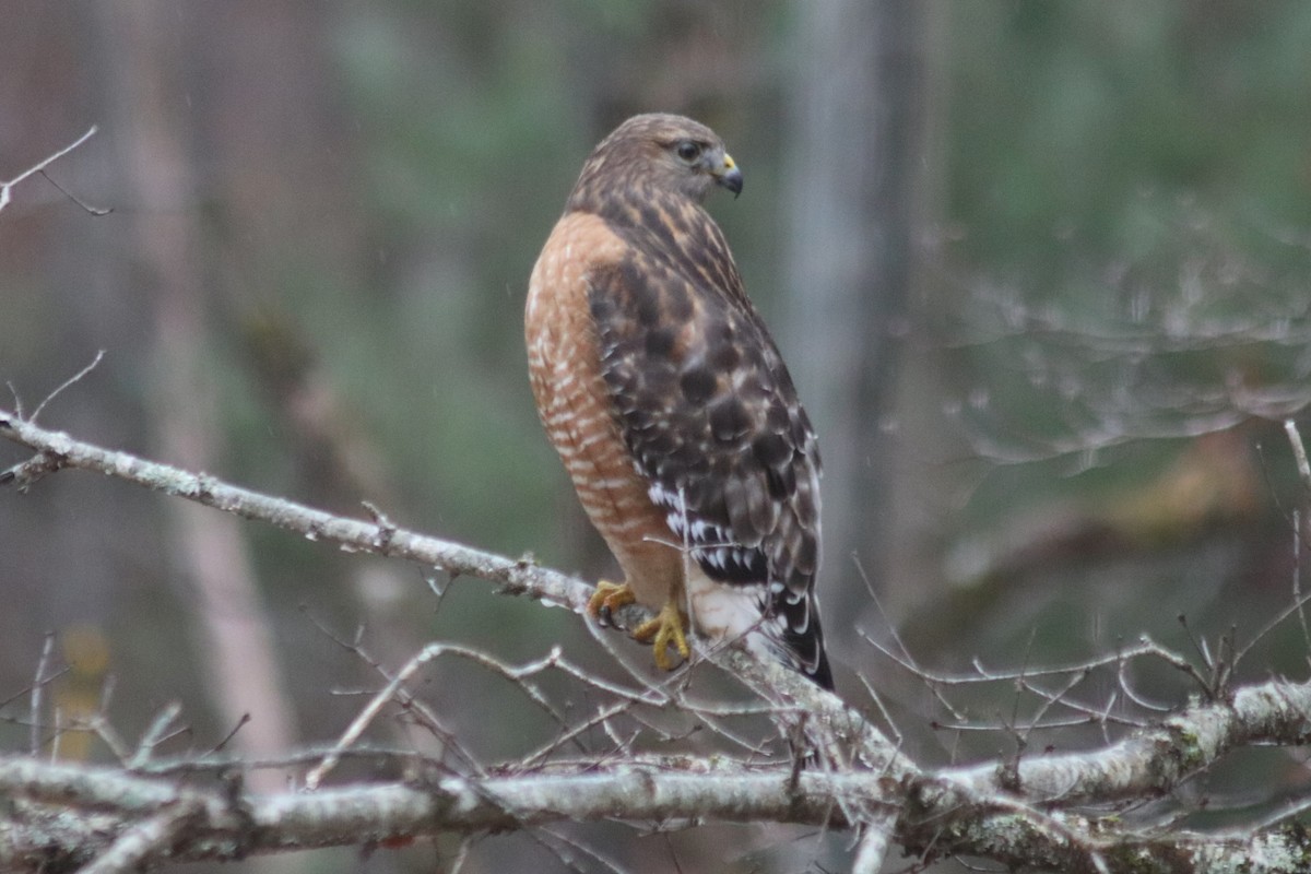 Red-shouldered Hawk - ML647199776
