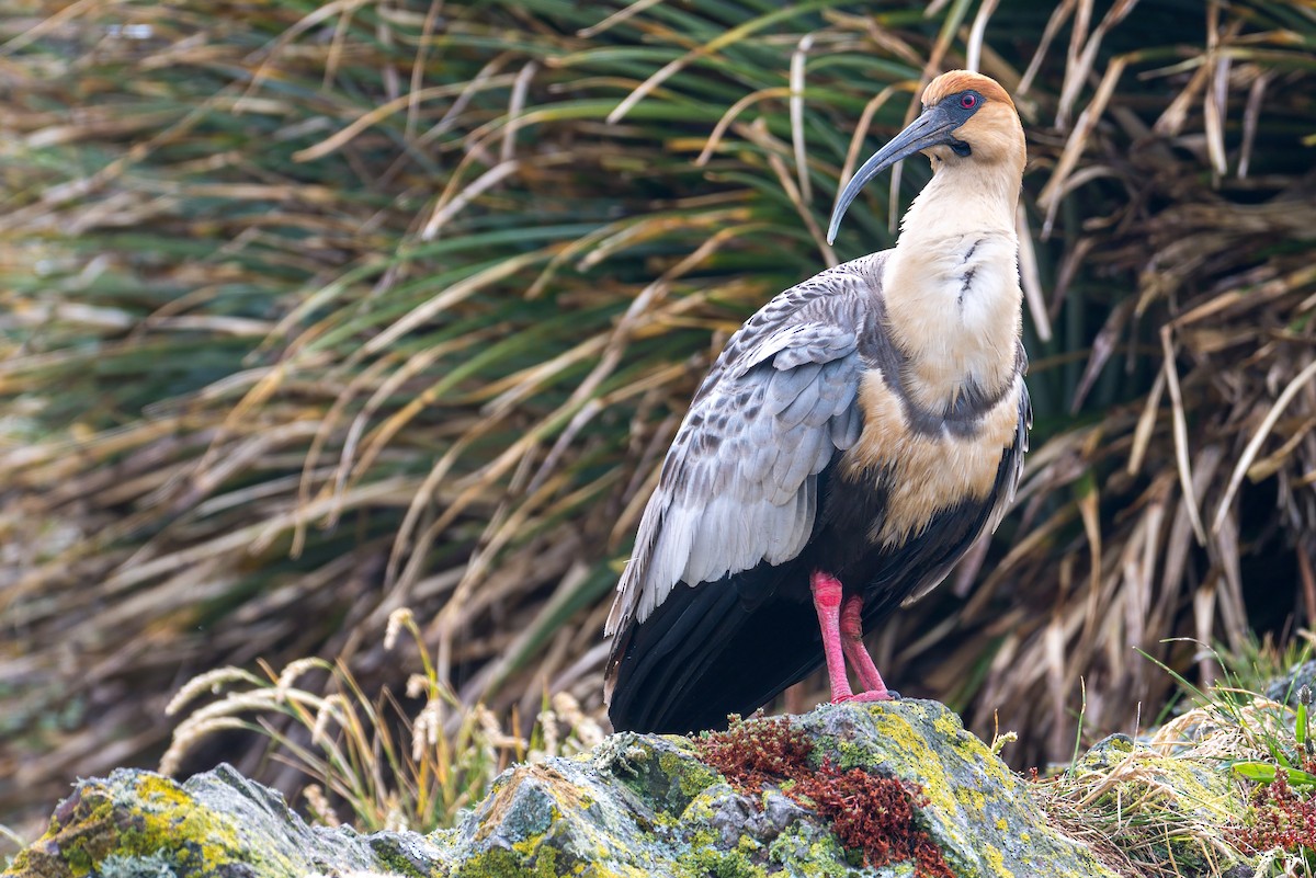 İbikli Sarıca Aynak - ML647199780