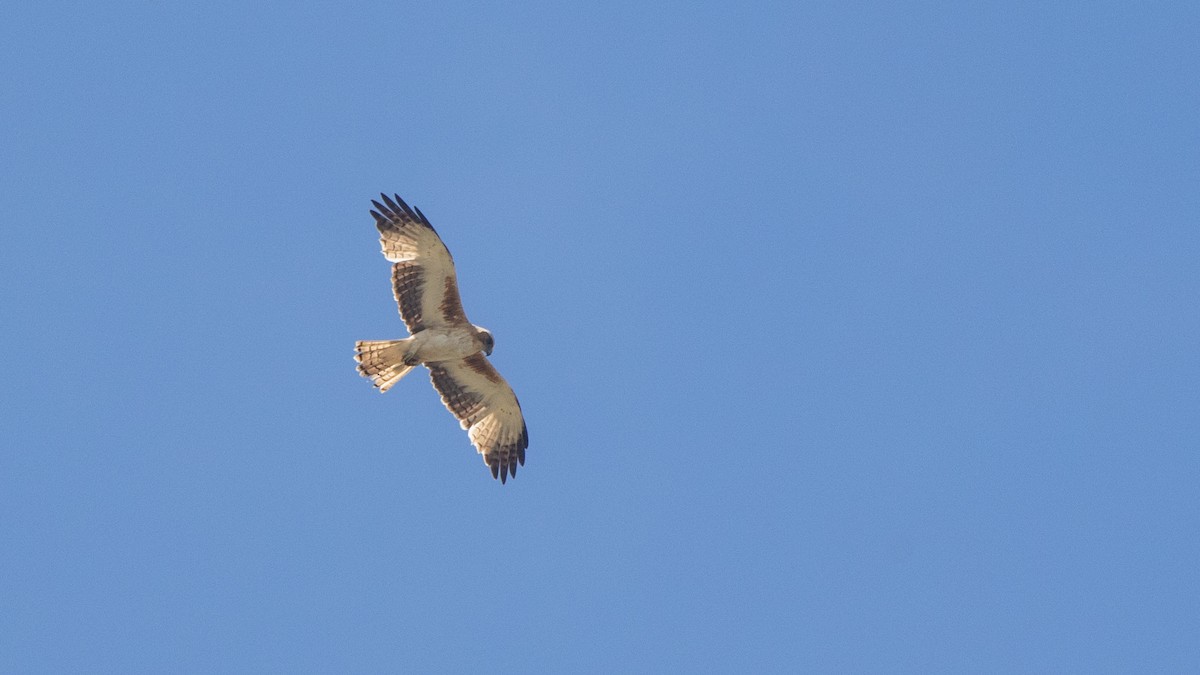 Little Eagle - ML647199781