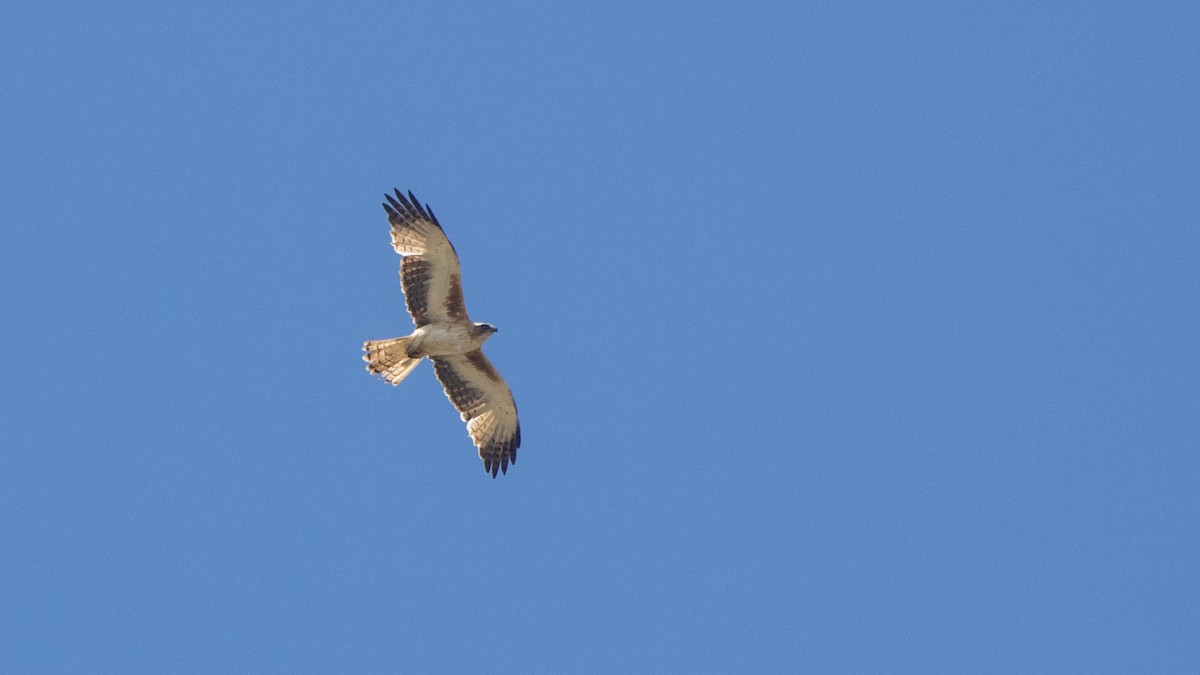 Little Eagle - ML647199782