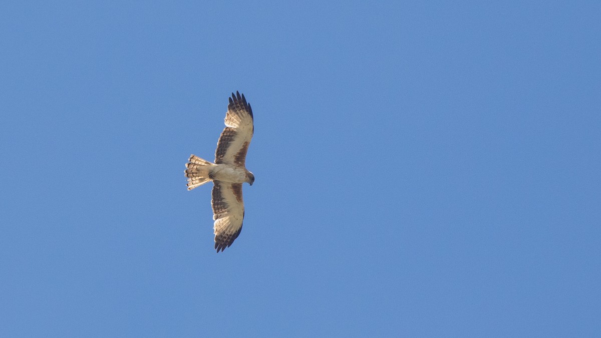 Little Eagle - ML647199783