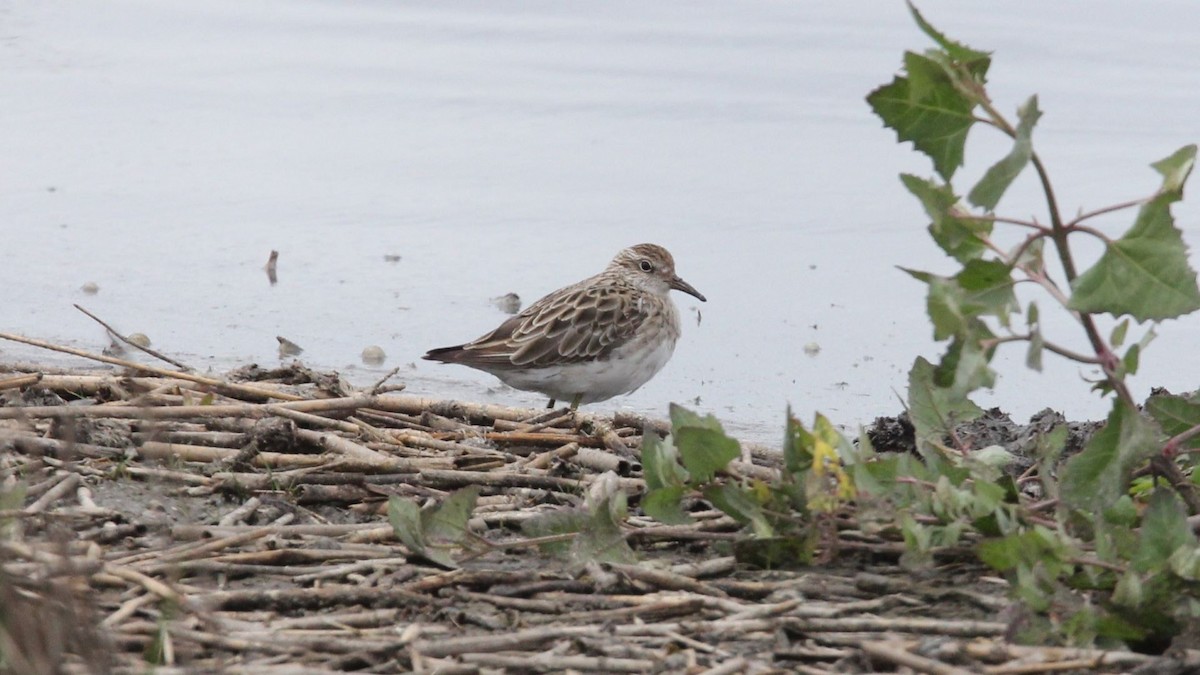 Sharp-tailed Sandpiper - ML647199784