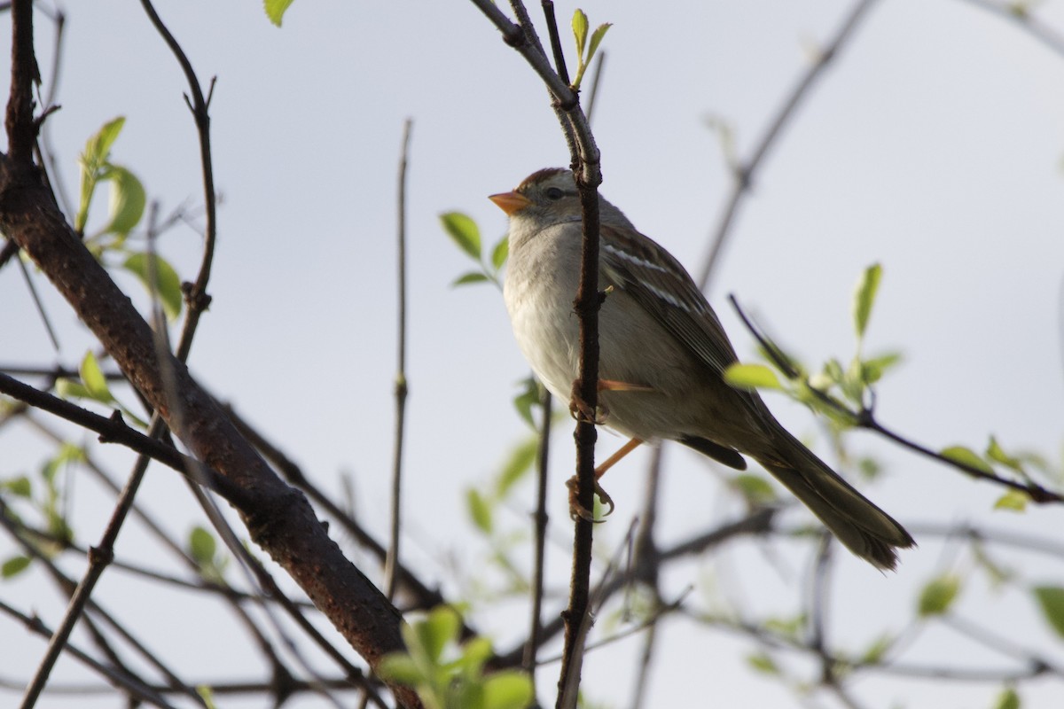 White-crowned Sparrow - ML647199786
