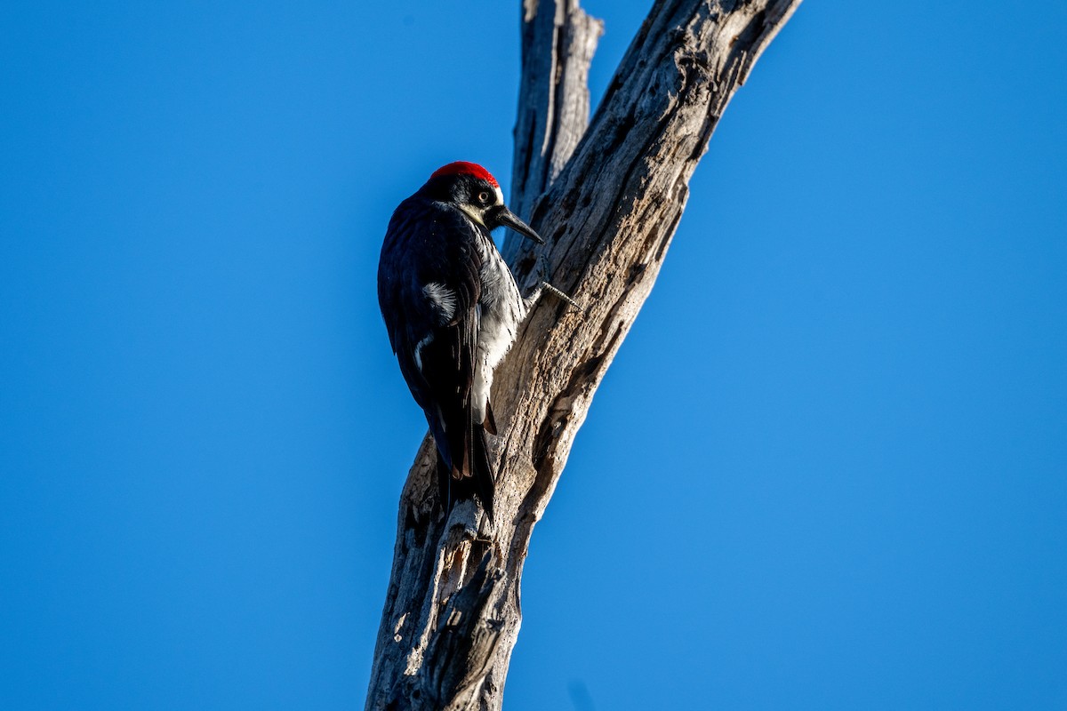 Palamut Ağaçkakanı - ML647199801