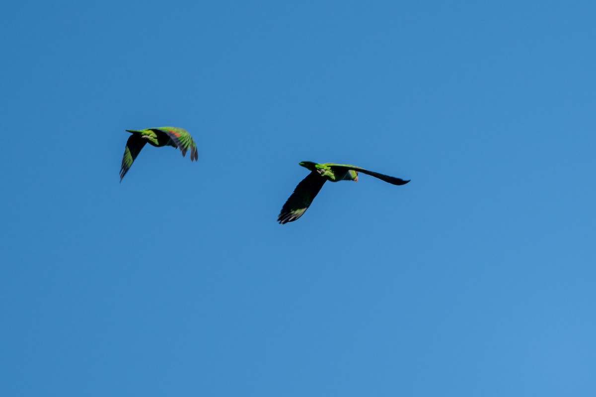 Yeşil Yanaklı Amazon - ML647199803