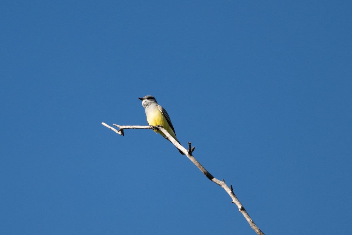 Kayalık Dağları Tiranı - ML647199808