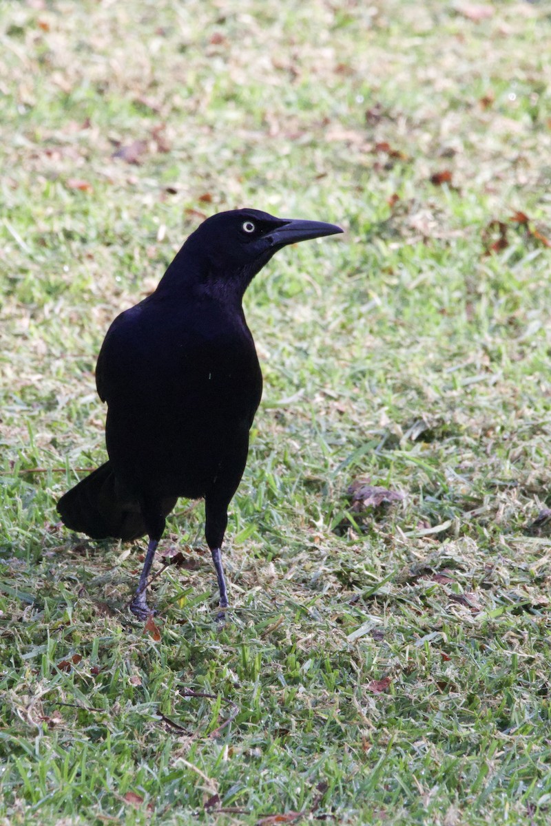 Great-tailed Grackle - ML647199811