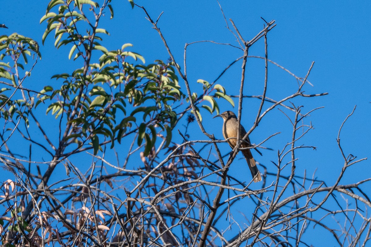 Kaliforniya Çöpçüsü - ML647199817
