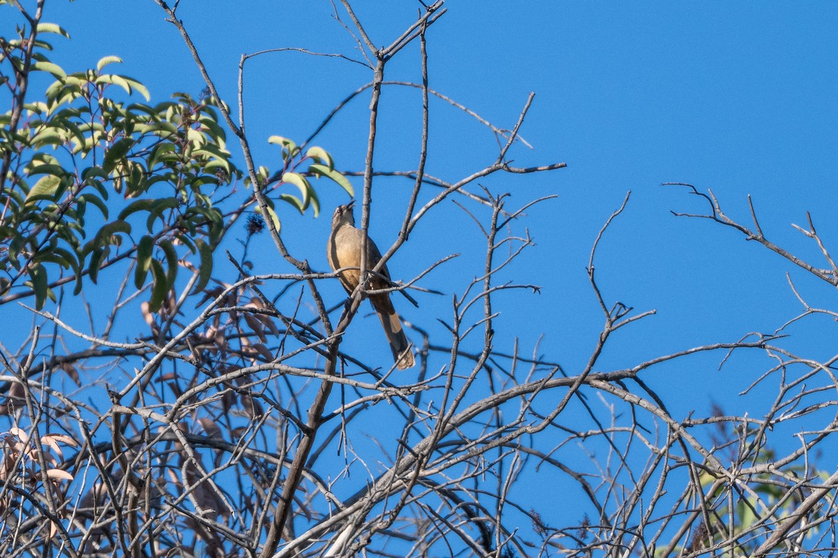 Kaliforniya Çöpçüsü - ML647199818