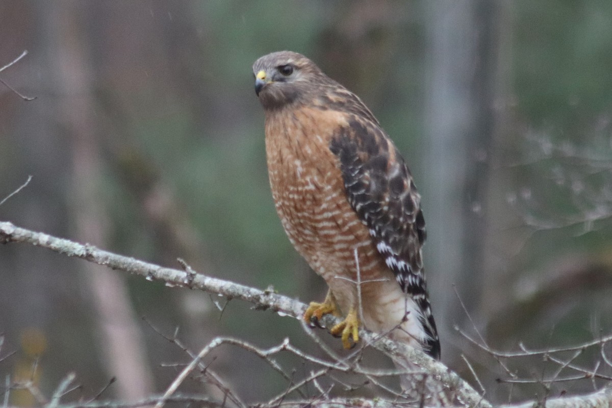 Red-shouldered Hawk - ML647199822