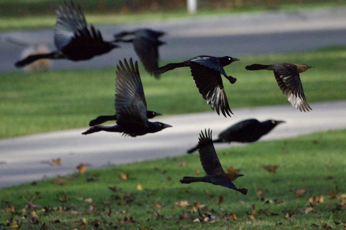 Great-tailed Grackle - ML647199827