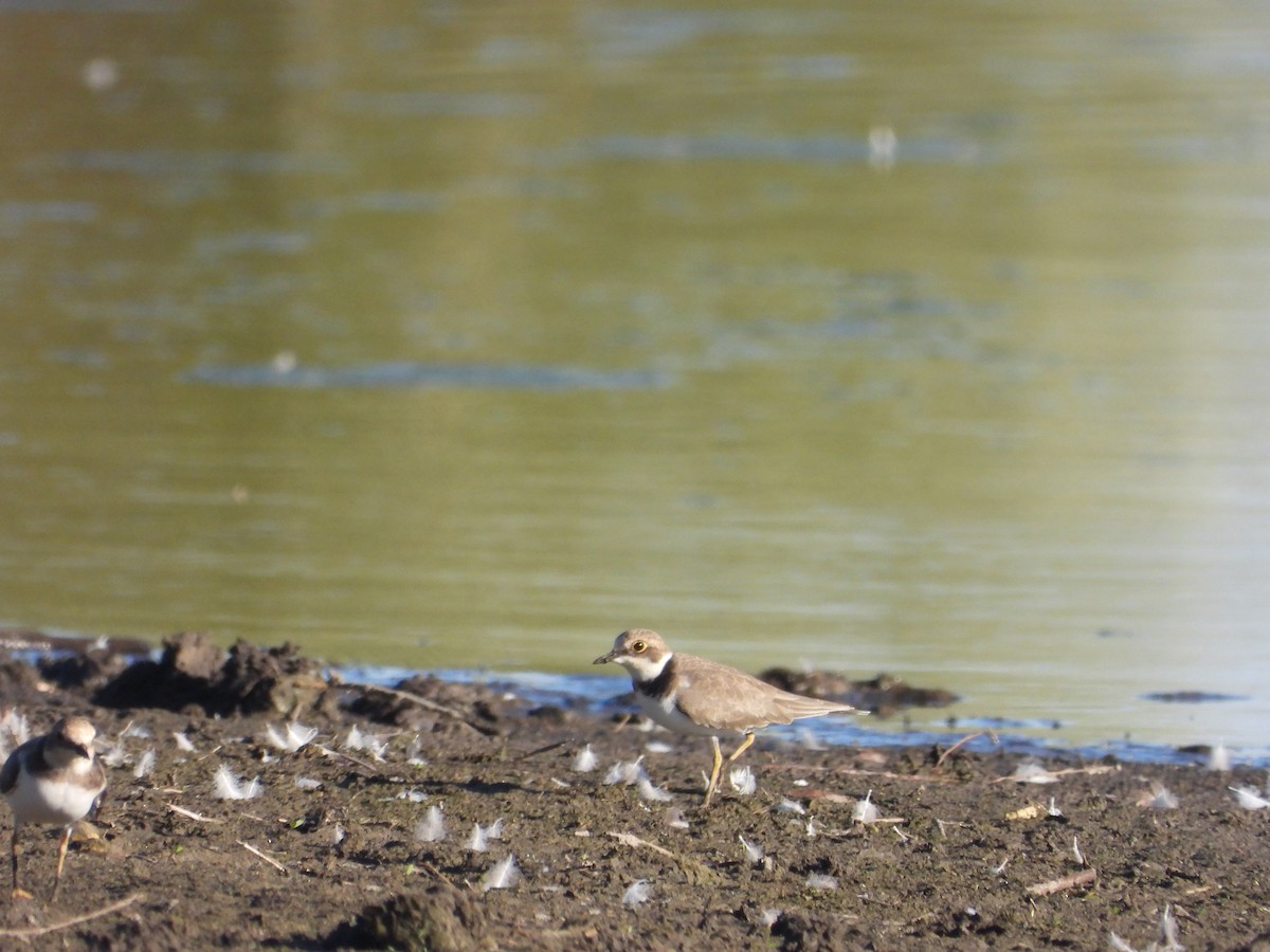 Little Ringed Plover - ML647199832