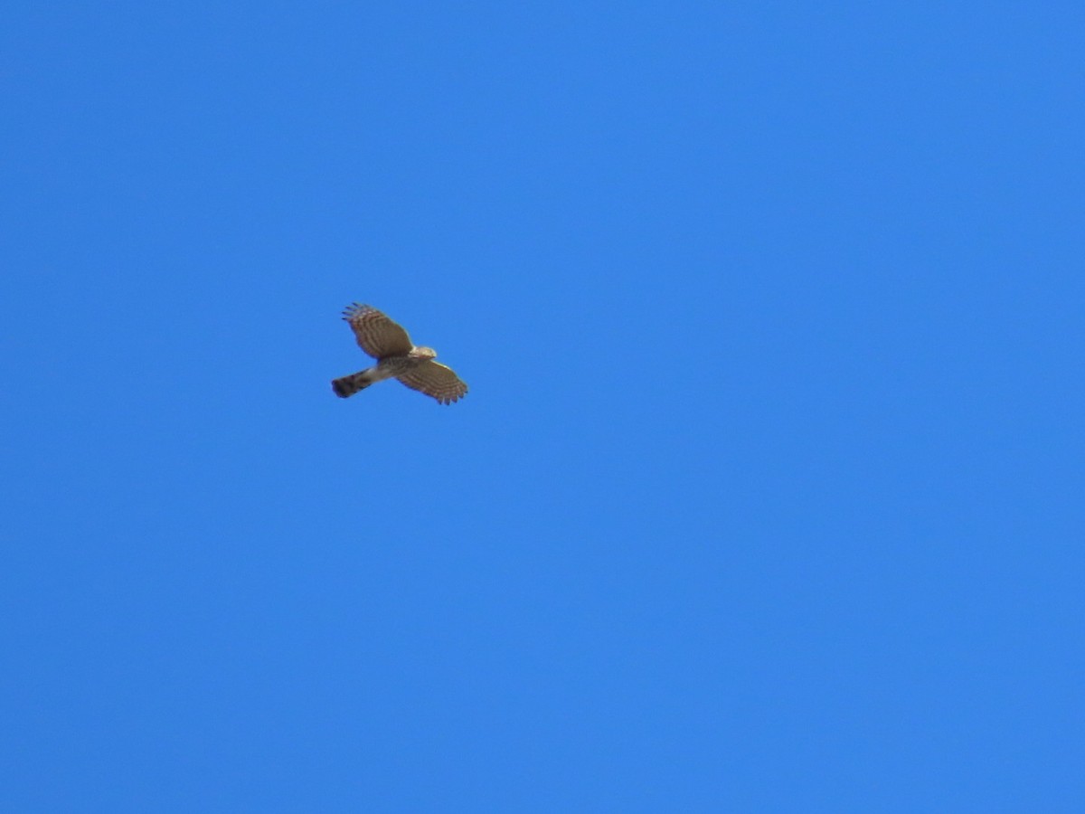 Sharp-shinned Hawk - ML647199834