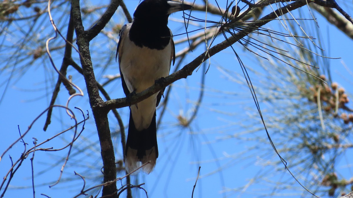 Pied Butcherbird - ML647199835