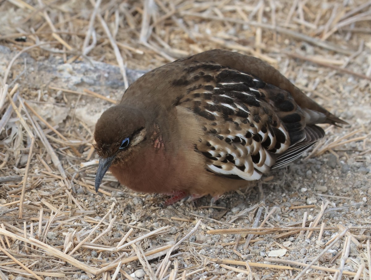 Galápagostaube - ML647199836