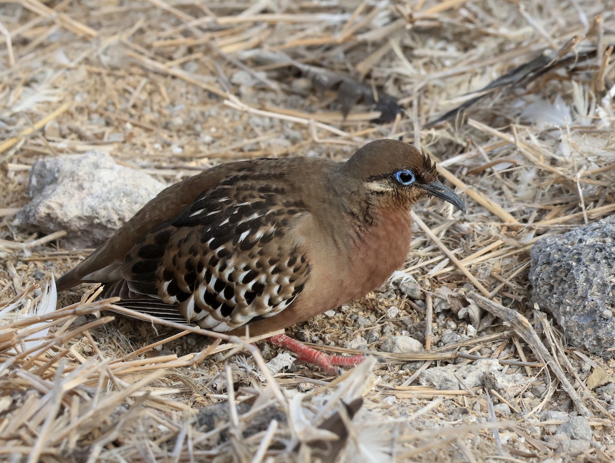 Galápagostaube - ML647199837