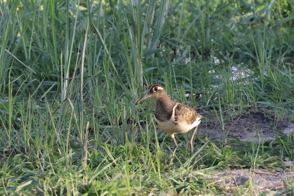 Greater Painted-Snipe - ML647199838