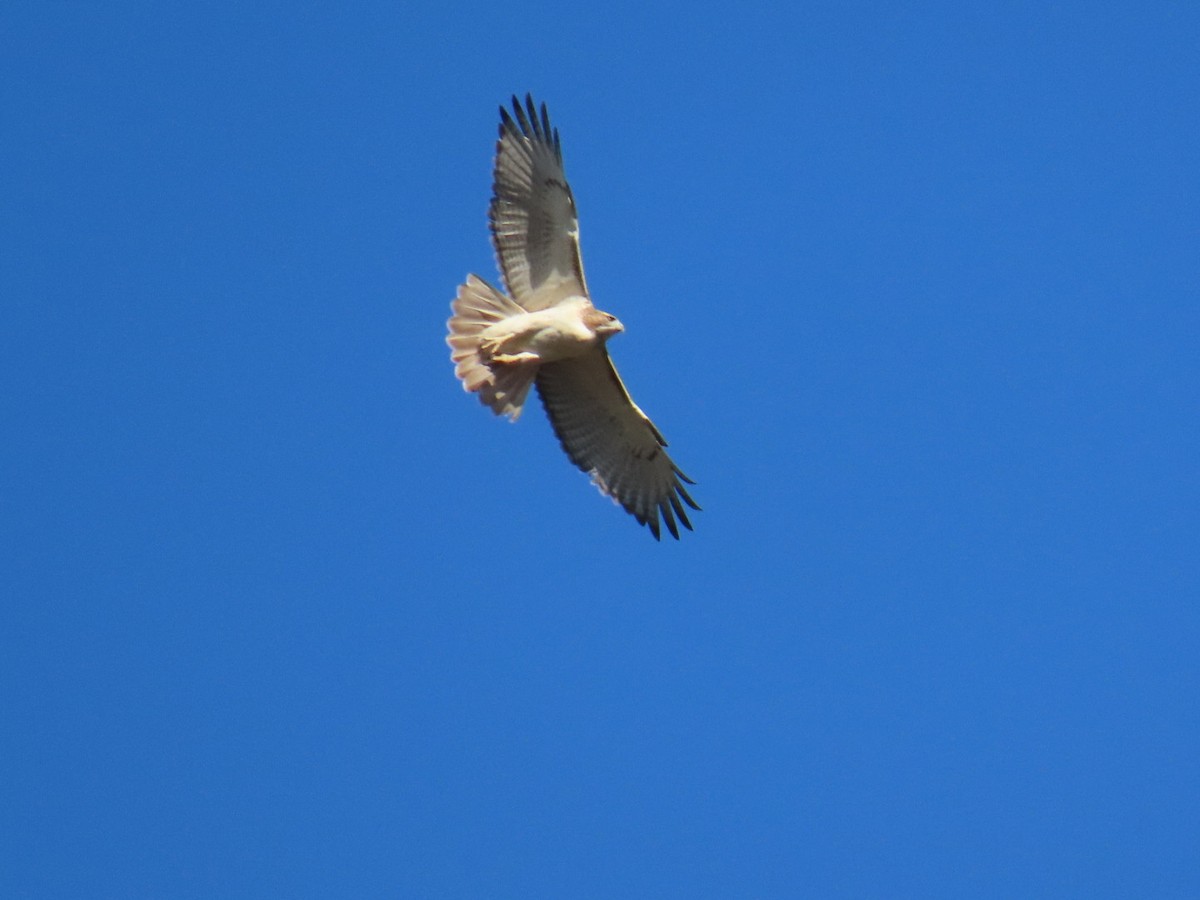 Red-tailed Hawk - ML647199839