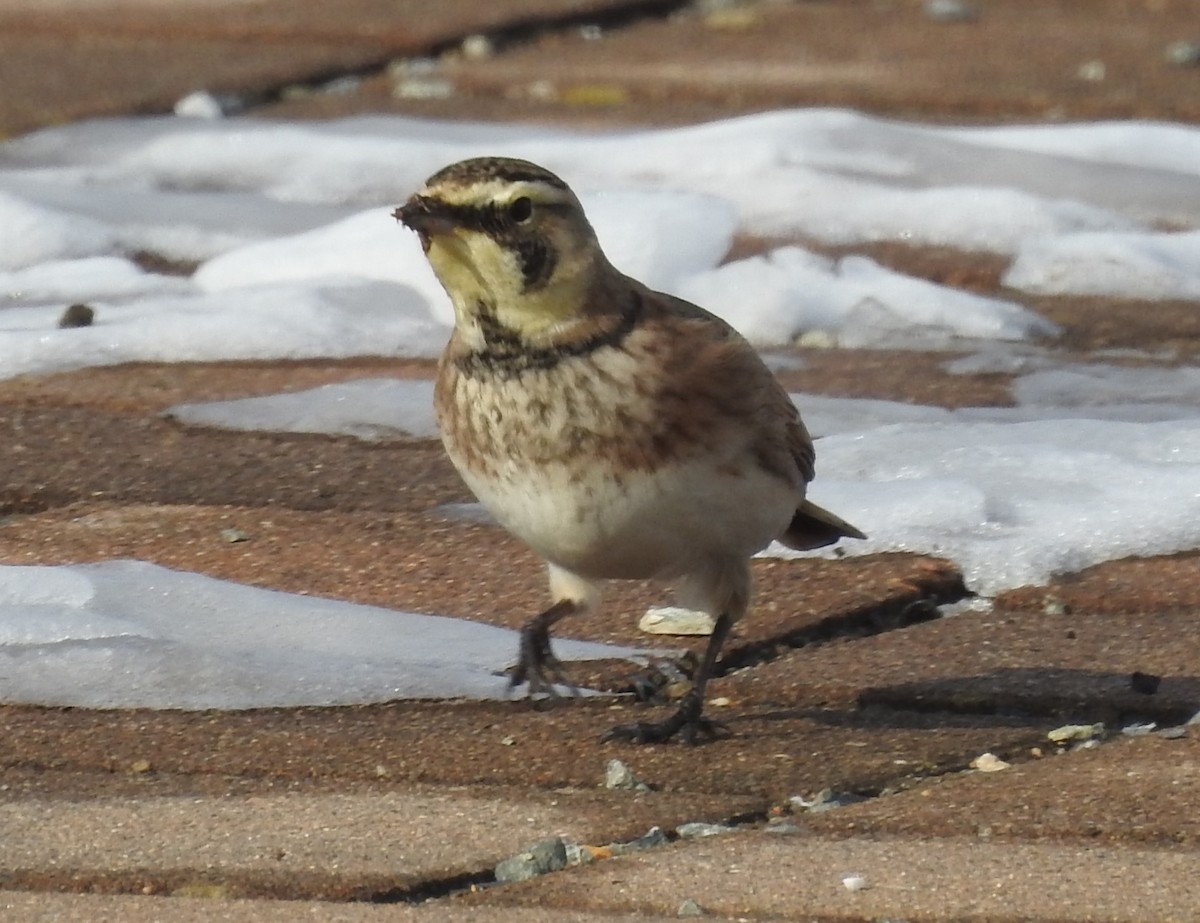Horned Lark - ML647199840