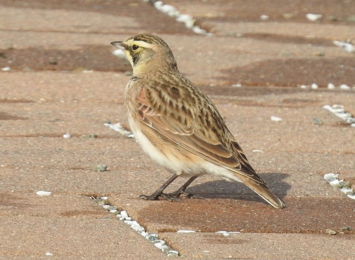 Horned Lark - ML647199841