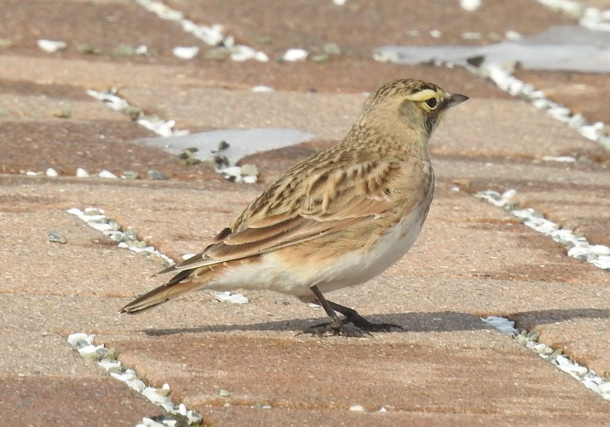 Horned Lark - ML647199842
