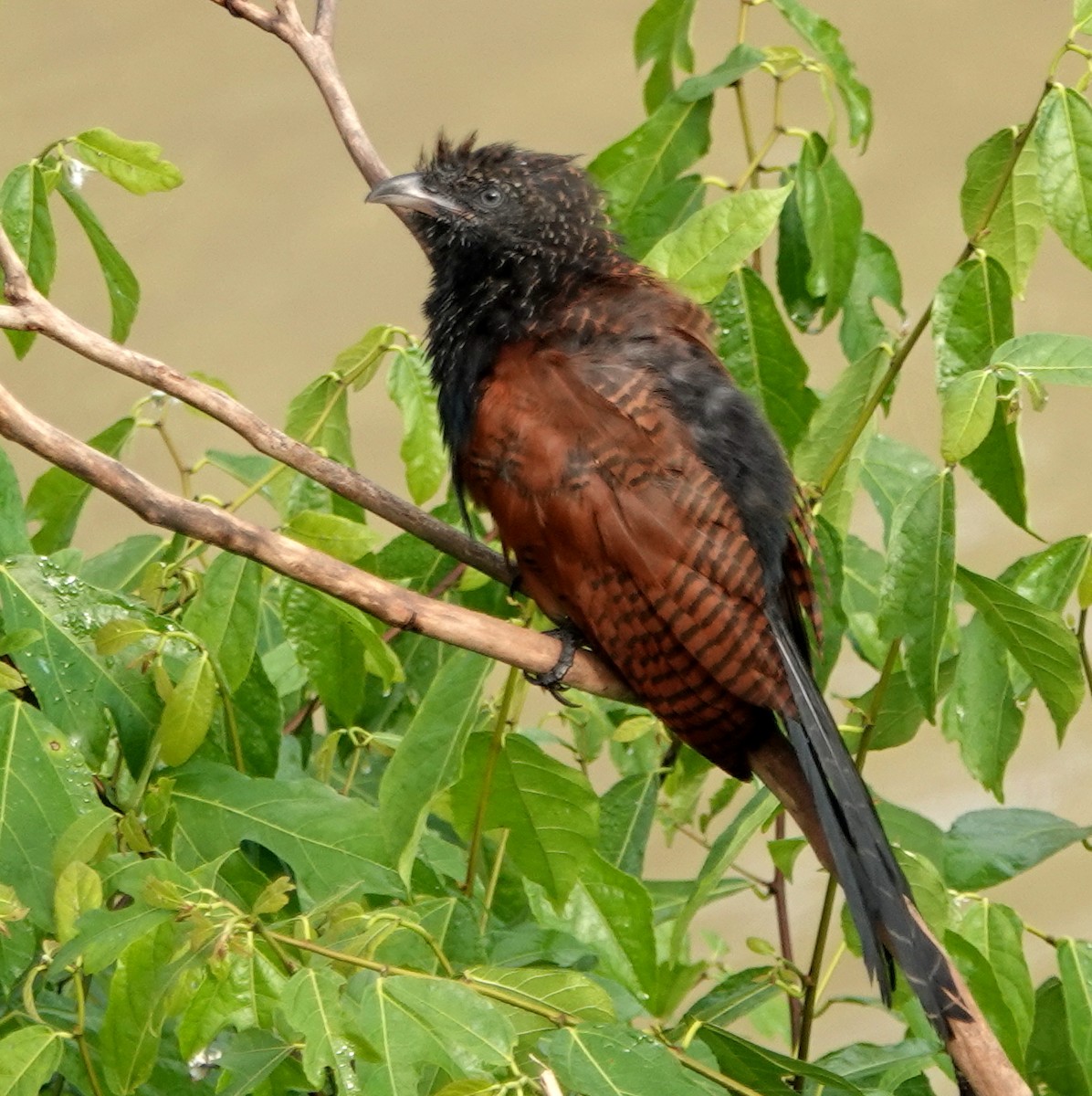 Lesser Coucal - ML647199844