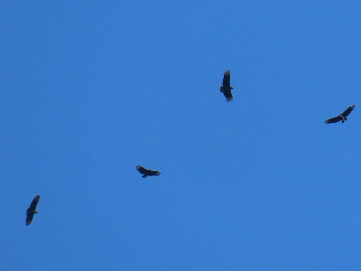 Black Vulture - ML647199846