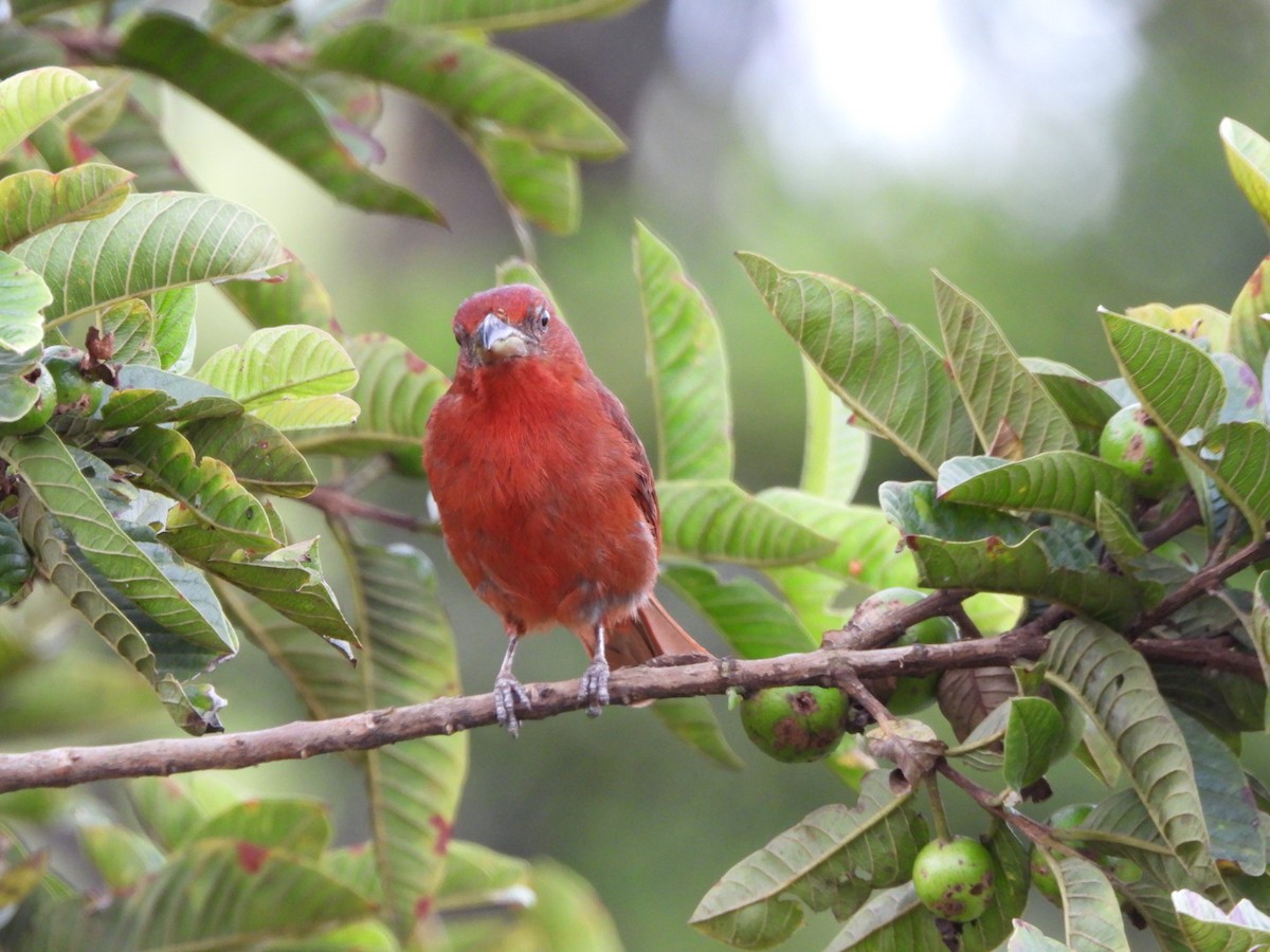 Hepatic Tanager - ML647199847