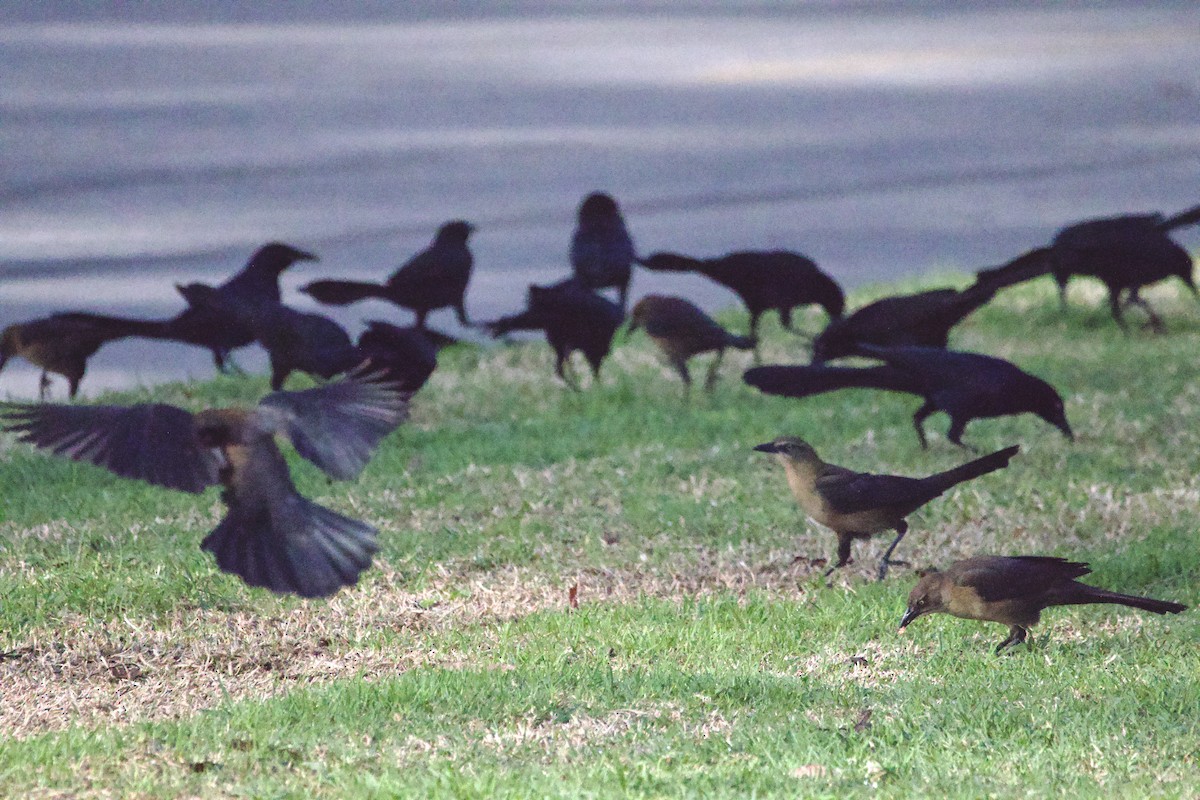 Great-tailed Grackle - ML647199848