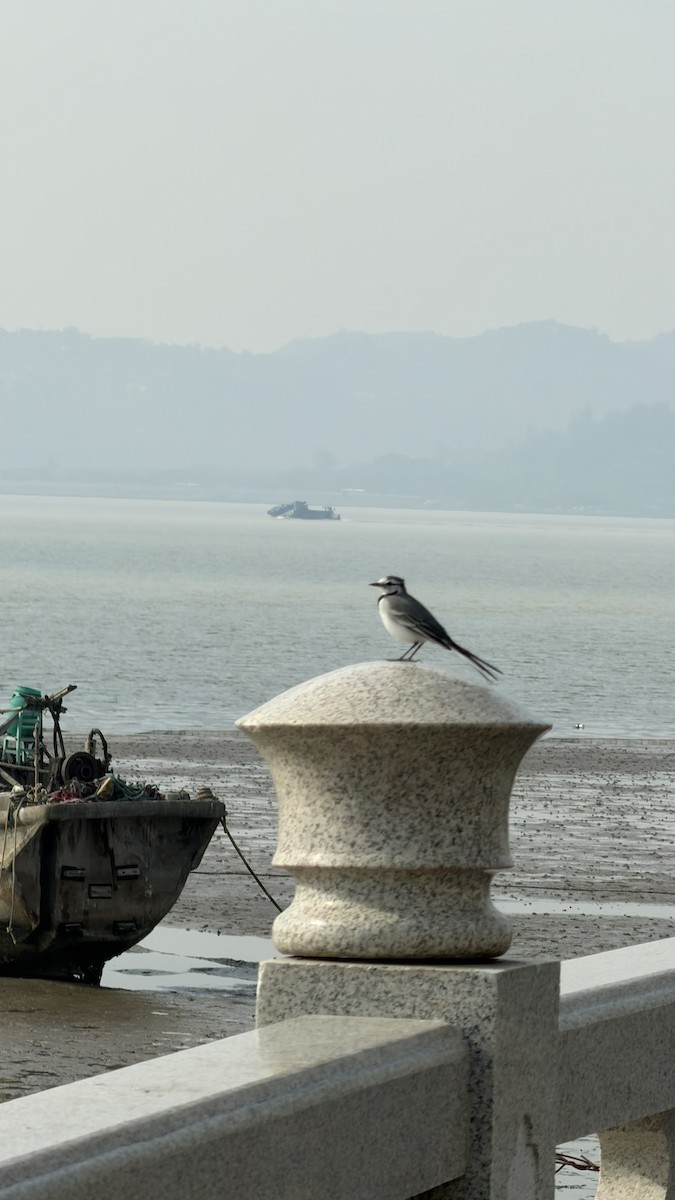 White Wagtail - ML647199849