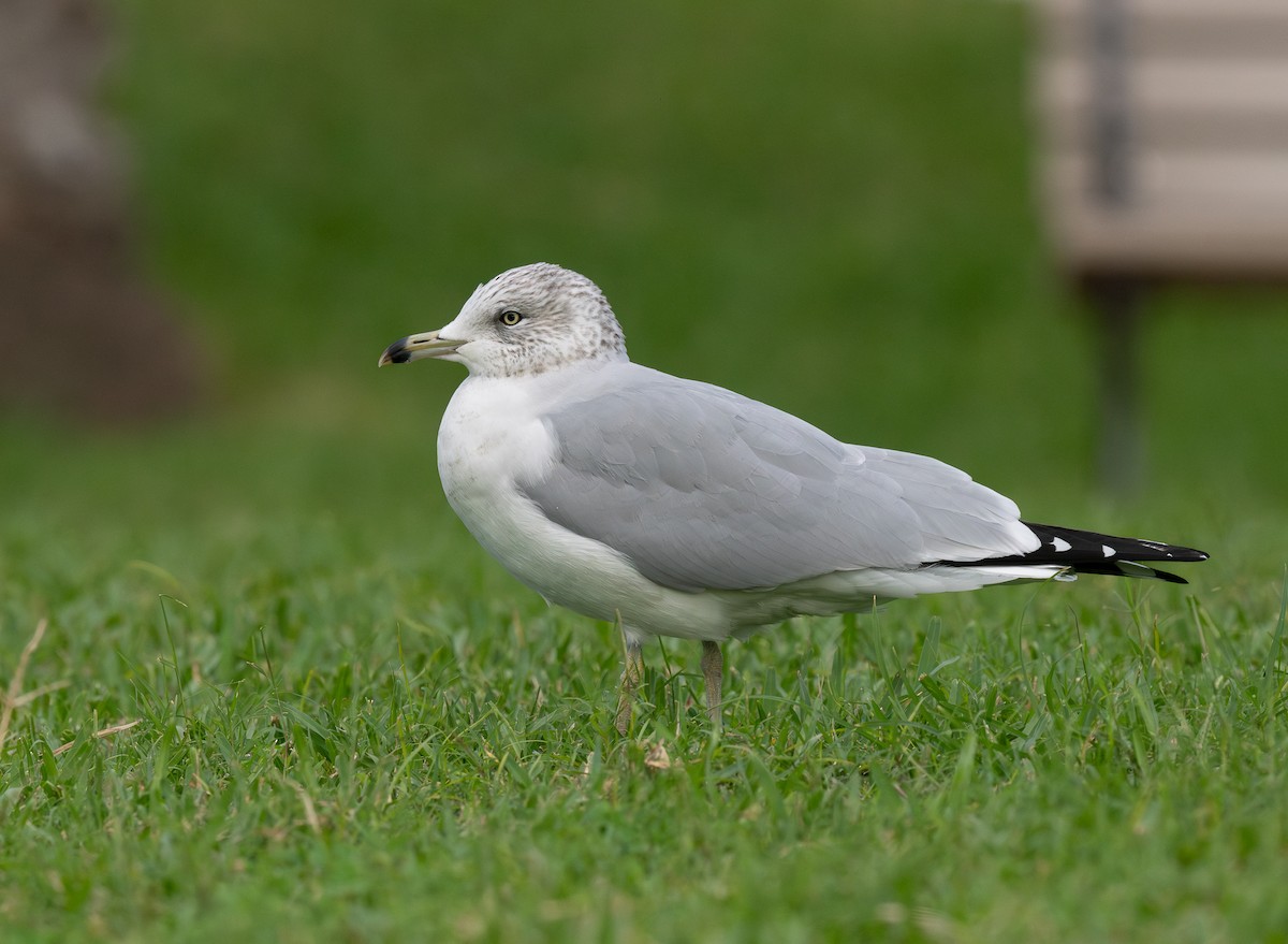 Ring-billed Gull - ML647199850