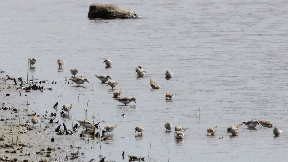 Red-necked Stint - ML647199852