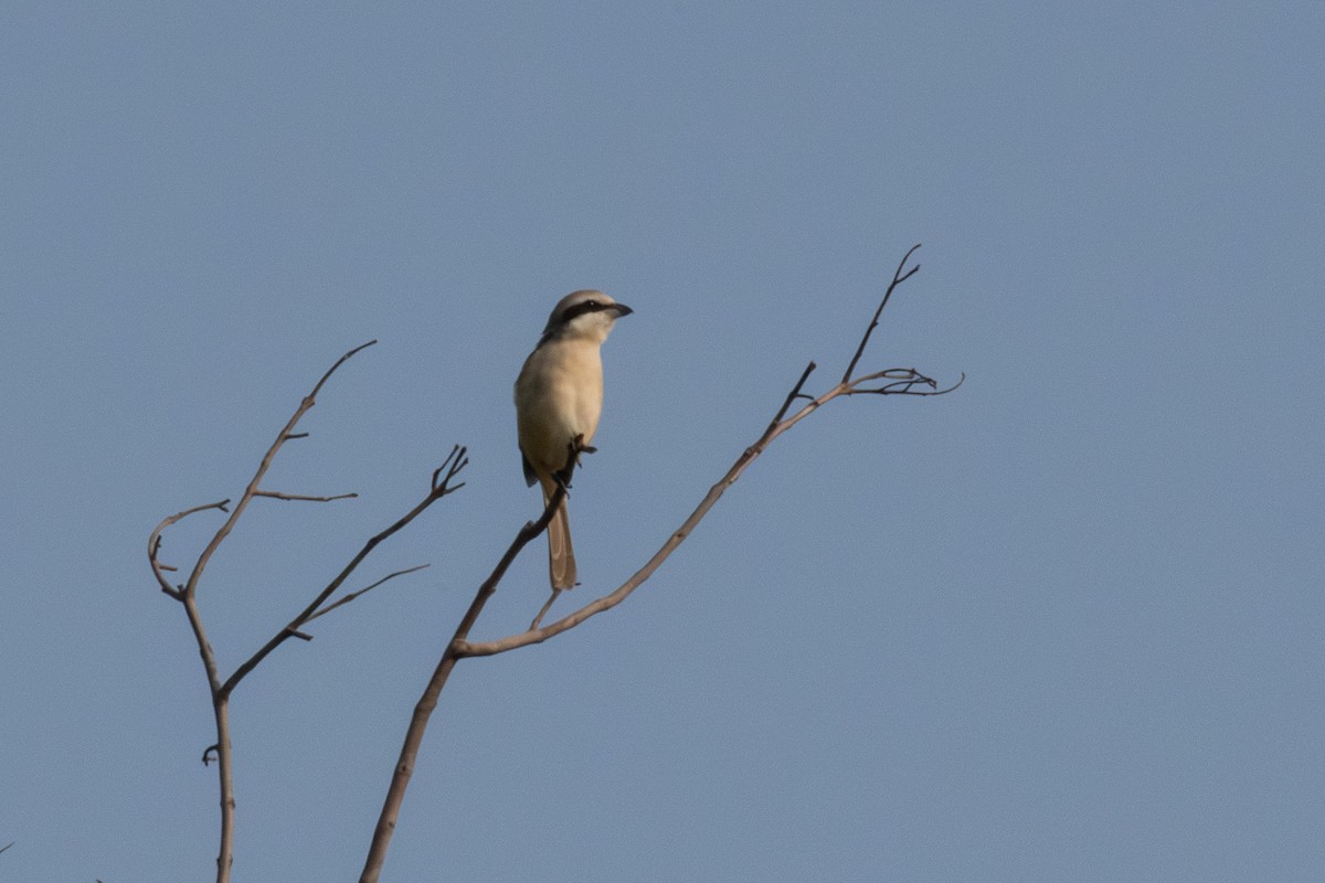 Brown Shrike - ML647199854