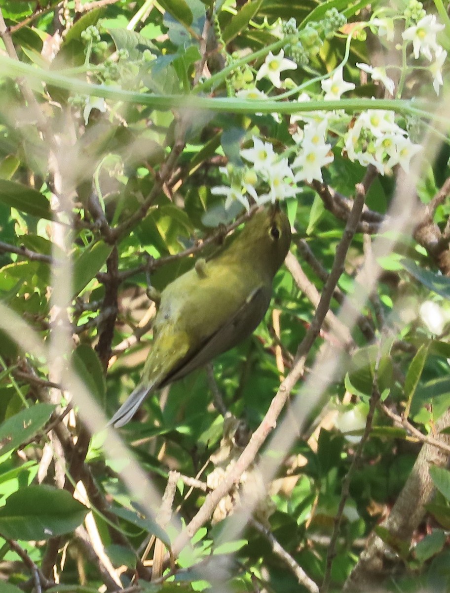 Orange-crowned Warbler - ML647199856