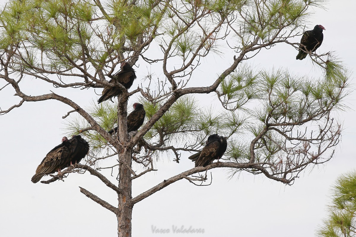 Turkey Vulture - ML647199857