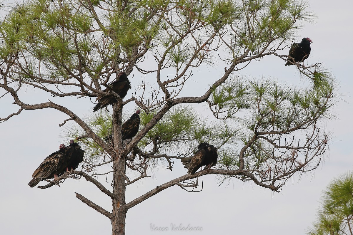 Turkey Vulture - ML647199859
