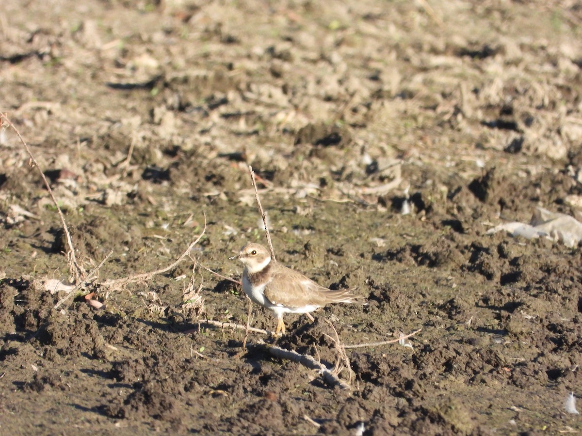Little Ringed Plover - ML647199860