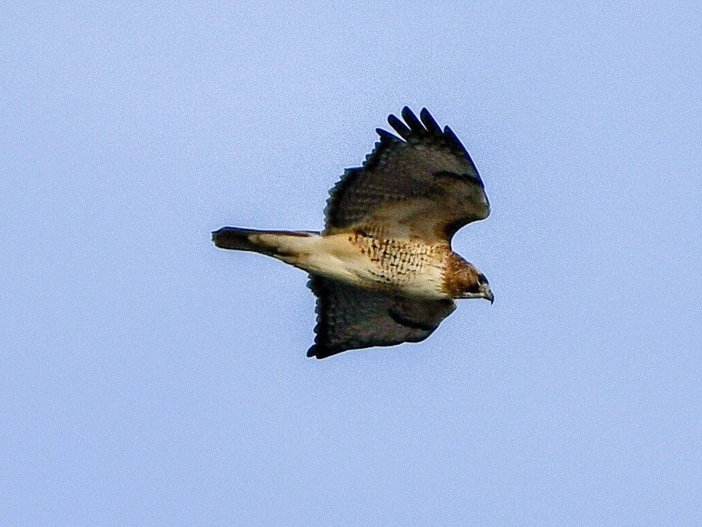 Red-tailed Hawk - ML647199862