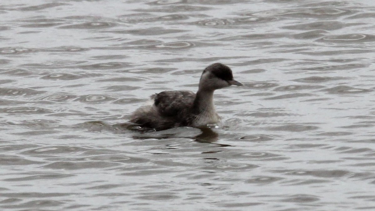 Hoary-headed Grebe - ML647199864