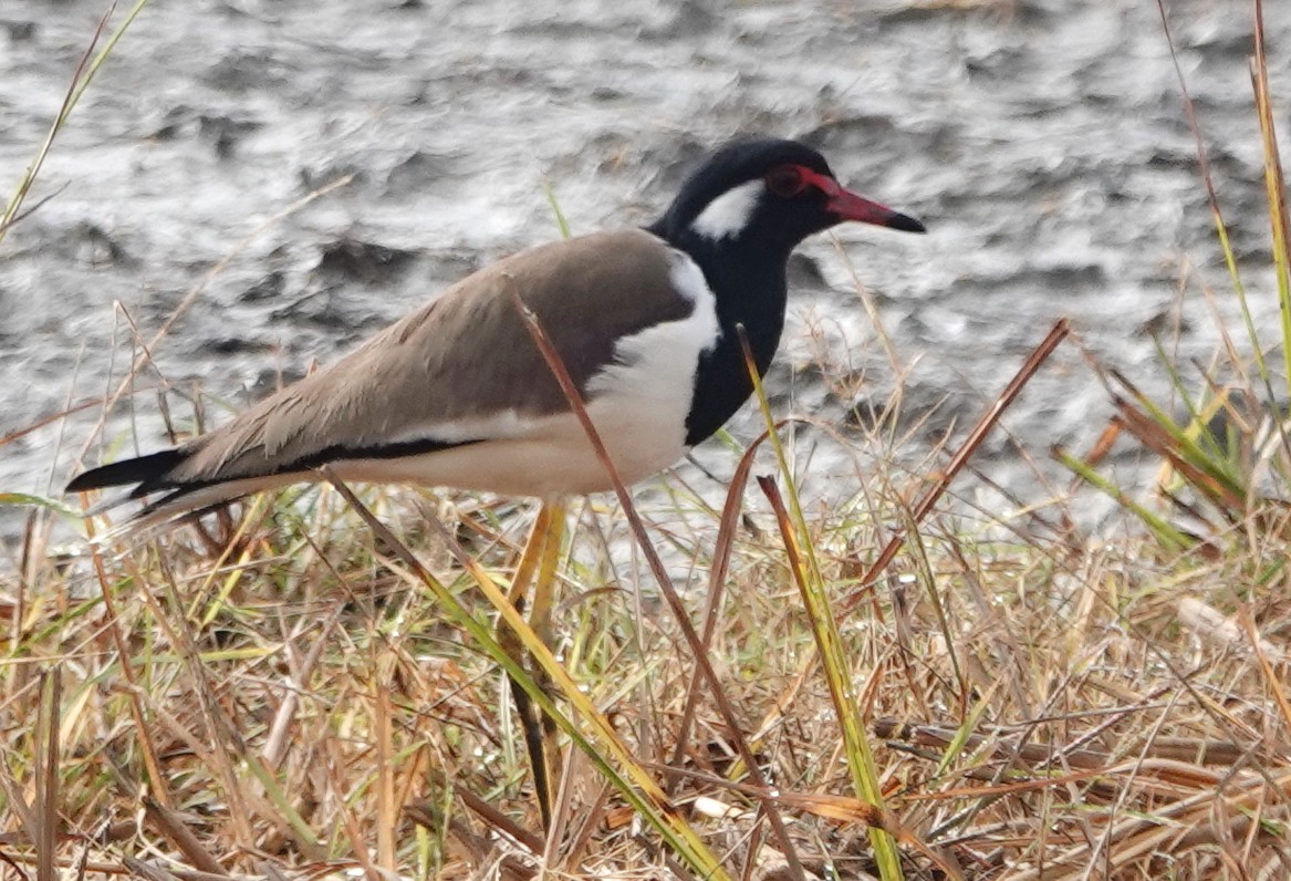 Red-wattled Lapwing - ML647199865