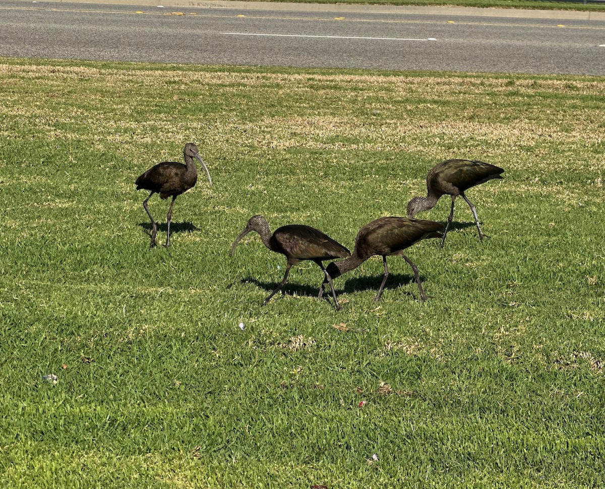 White-faced Ibis - ML647199874