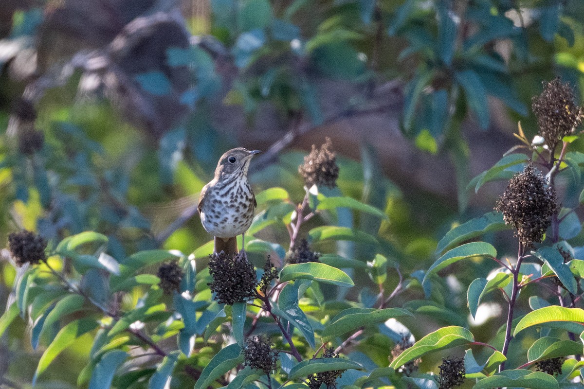Amerika İncirkuşu - ML647199875