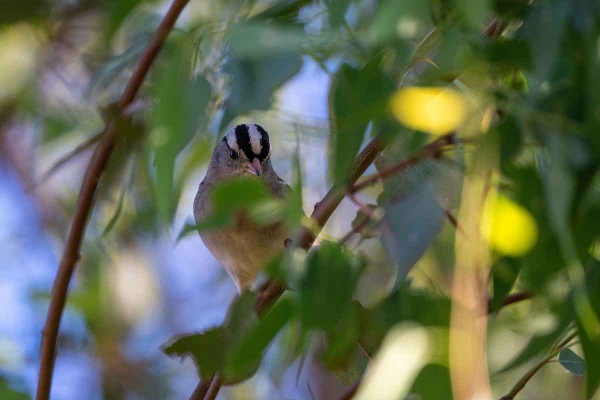 Porsuk Serçesi - ML647199876