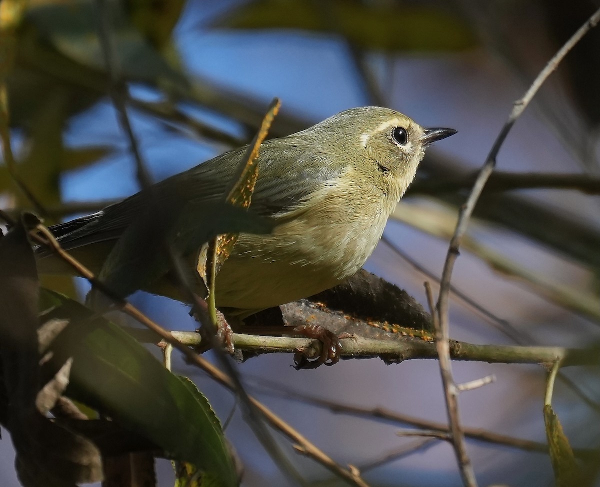 Black-throated Blue Warbler - ML647199881