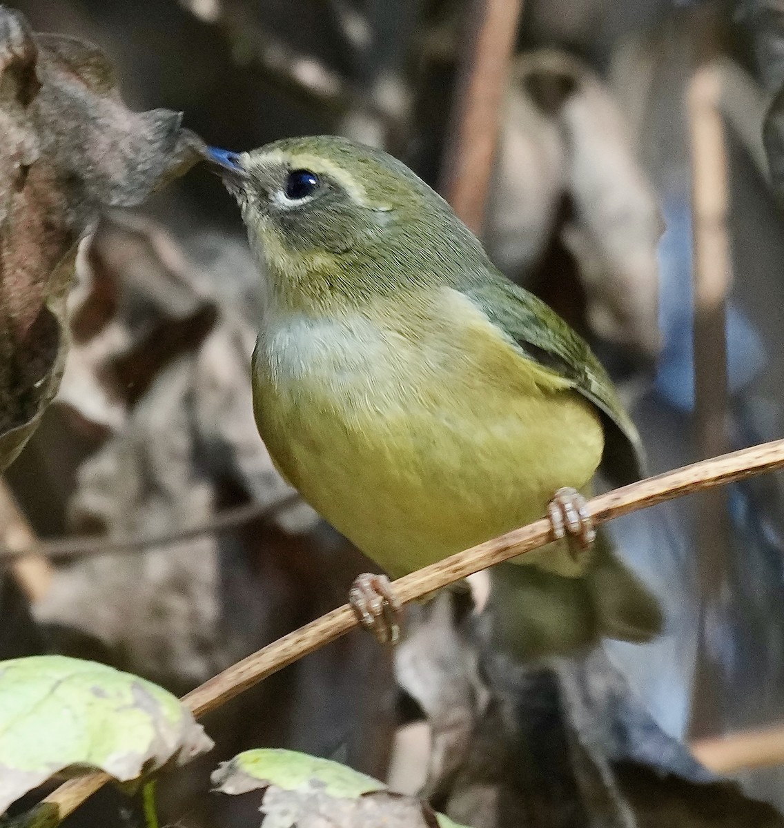 Black-throated Blue Warbler - ML647199882