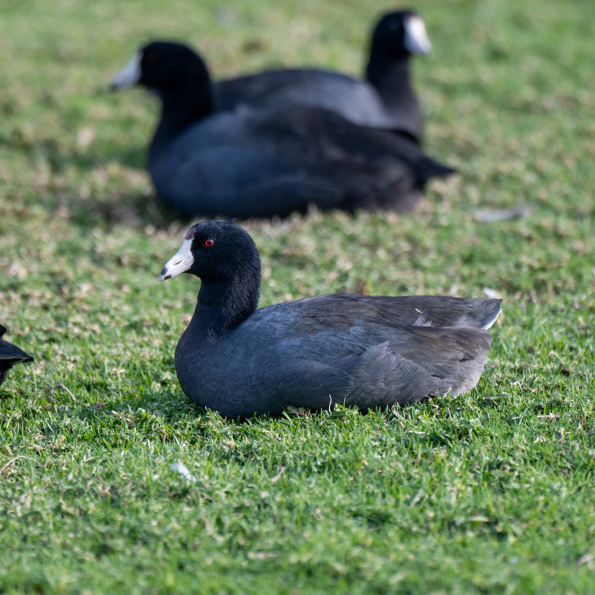 Kopetazuri amerikarra - ML647199885